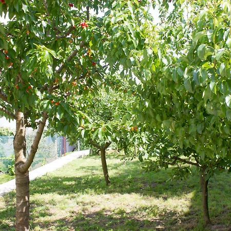 Villa Fig Zmijavci Eksteriør bilde