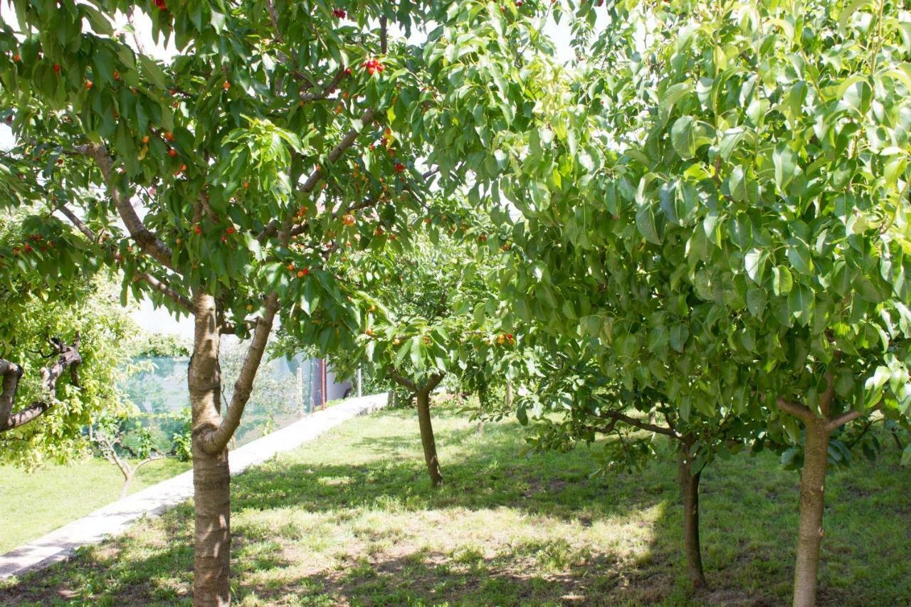 Villa Fig Zmijavci Eksteriør bilde